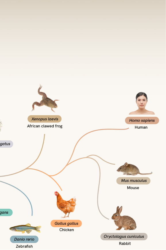 A branching tree diagram showing evolutionary relationships among species. Each species is represented with a label and image, and color-coded paths connect them to show lineage.